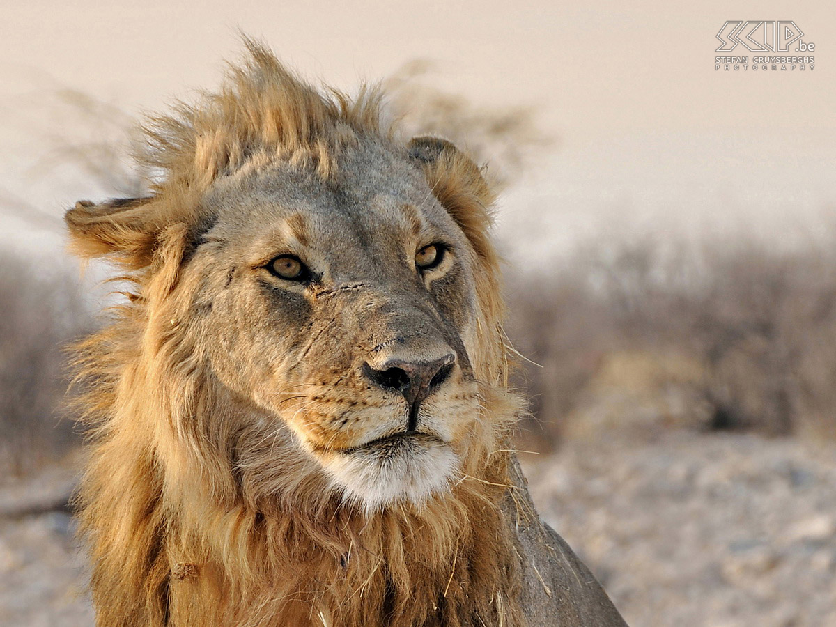 Etosha - Olifantsbad - Male lion Young male lion in Etosha NP with soft evening light. Stefan Cruysberghs
